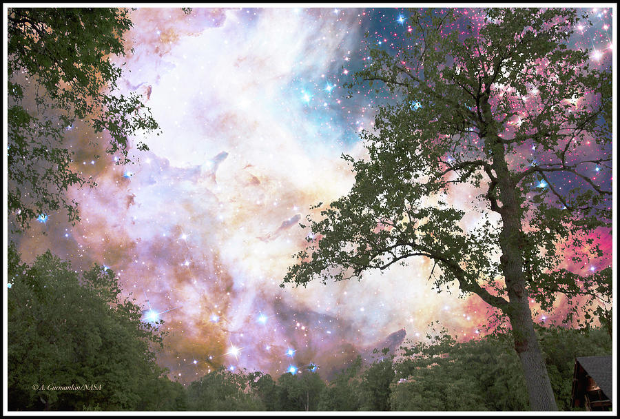 Starry Night in a Summer Forest, Fantasy Image #1 Digital Art by A Macarthur Gurmankin