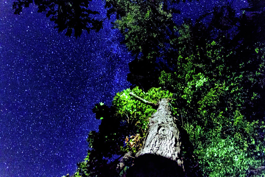Stars and Trees #2 Photograph by Joe Holley