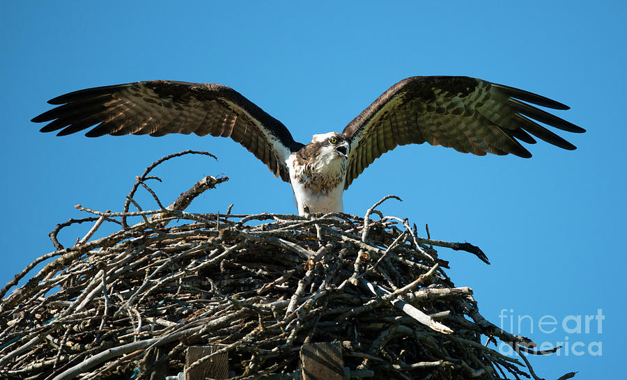 Osprey Photograph - Stay Away from my Nest by Michael Dawson