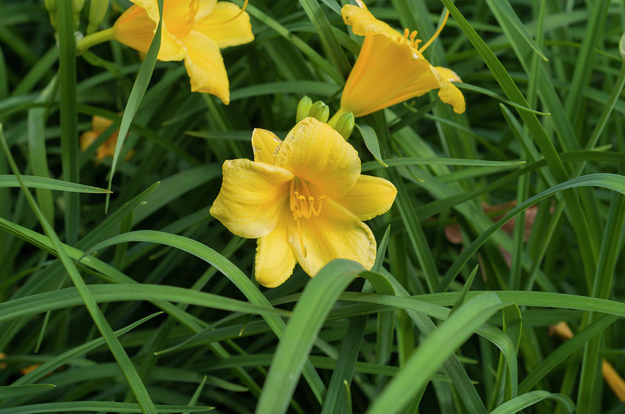 Stella Doro Day Lily 2 Photograph by Bob Corson - Fine Art America