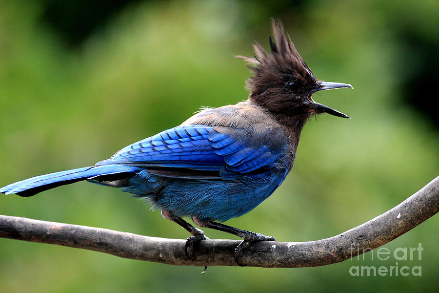 Stellers Jay #1 Photograph by Wingsdomain Art and Photography