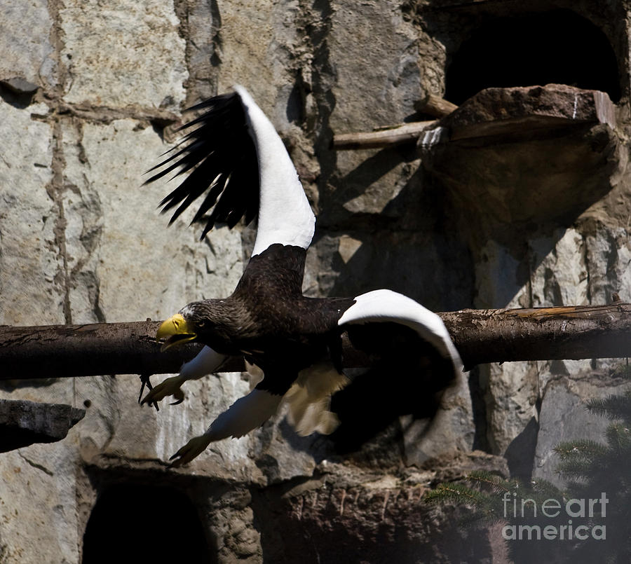 Stellers sea eagle #2 Photograph by Irina Afonskaya