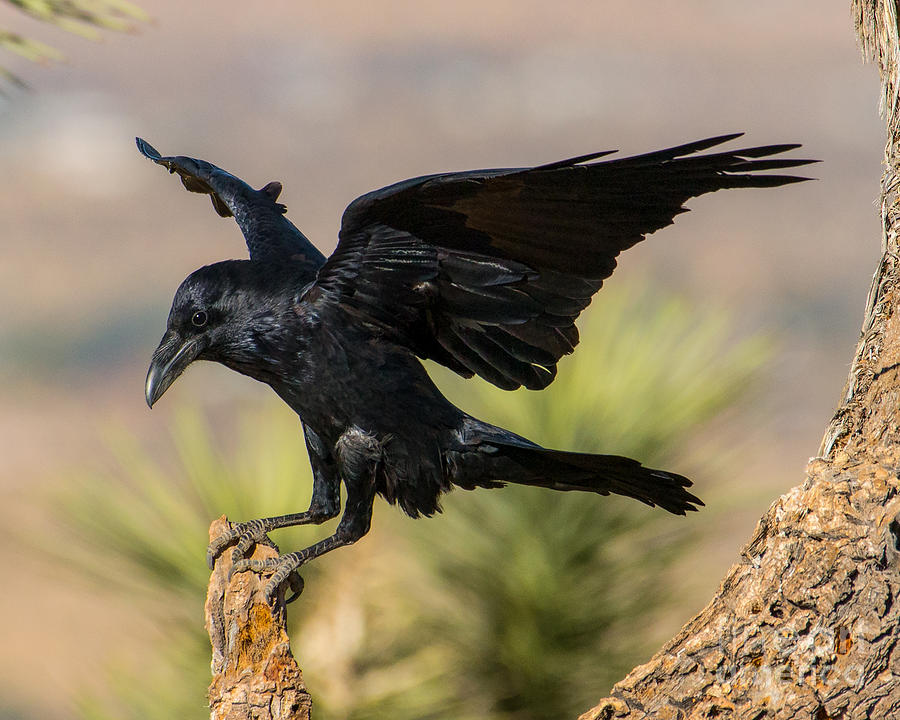 Raven Photograph - Sticking the Landing #1 by Lisa Manifold
