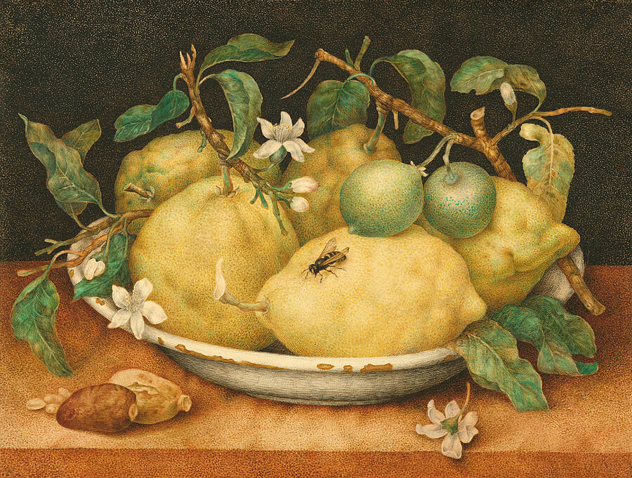 Still Life with Bowl of Citrons #1 Painting by Giovanna Garzoni