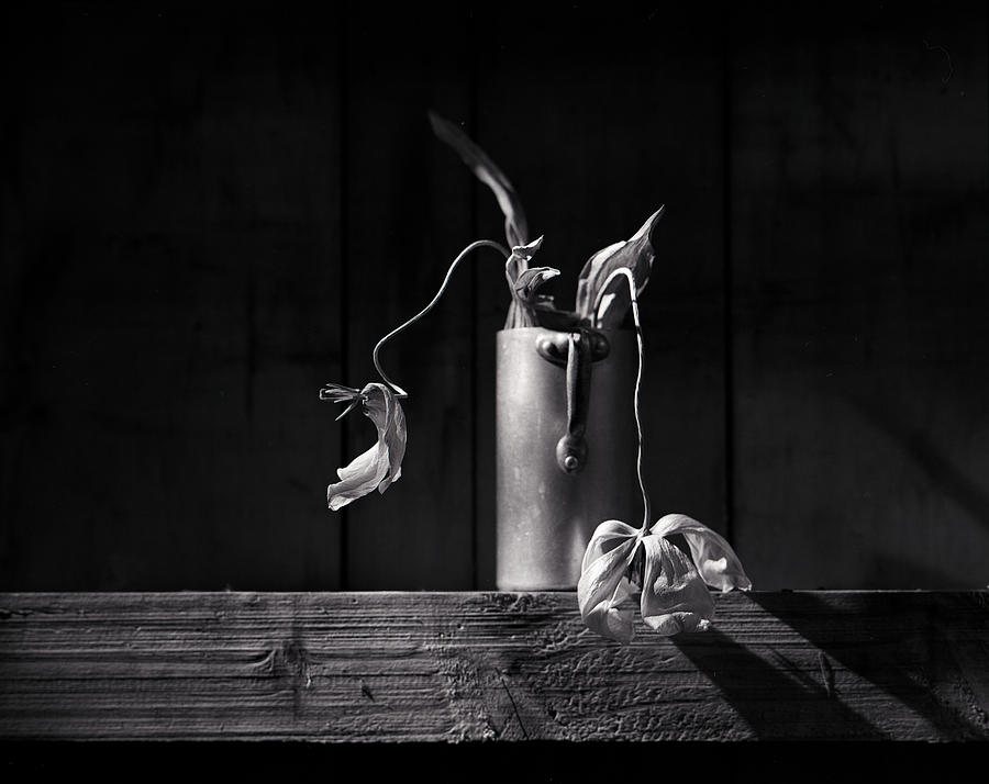 Still Life Photograph - Still Life with Tulip #1 by Nailia Schwarz