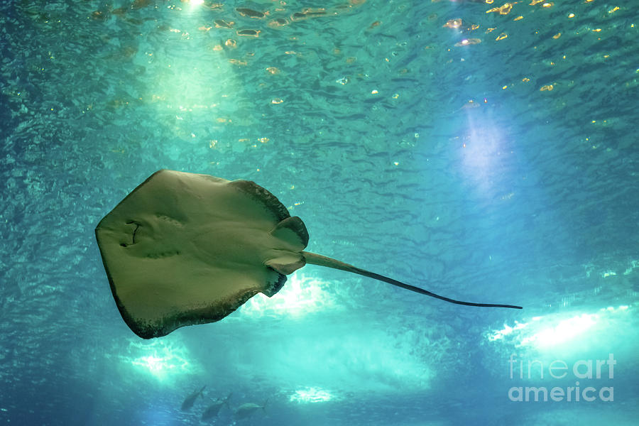 Sting Ray underwater #1 Photograph by Benny Marty