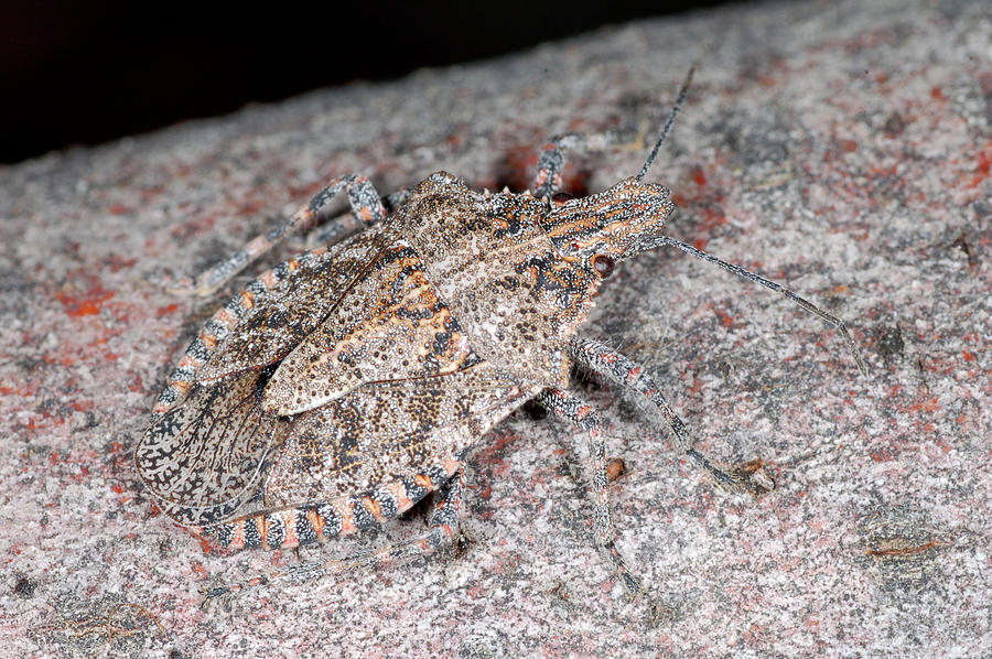 Stink bug Photograph by Breck Bartholomew