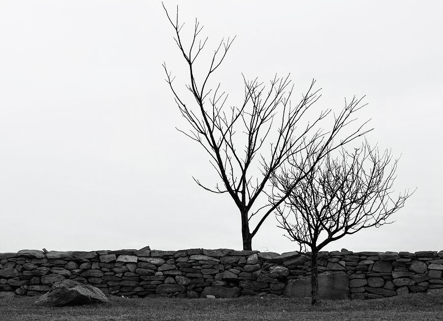 Stone Wall with Trees in Winter #1 Photograph by Nancy De Flon