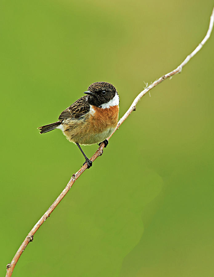 Stonechat #1 Photograph by Paul Scoullar