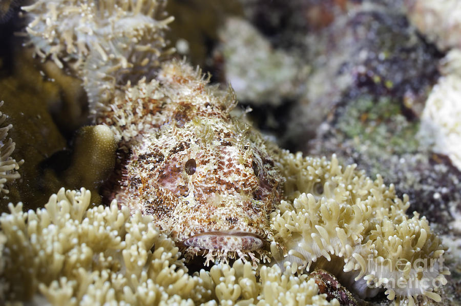 Stonefish #1 Photograph by Anthony Totah