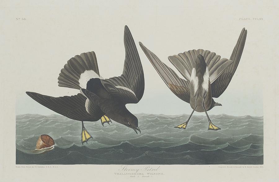 John James Audubon Drawing - Stormy Petrel #1 by Dreyer Wildlife Print Collections 