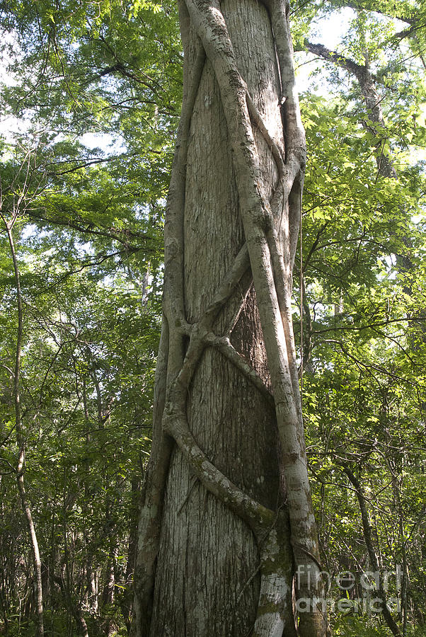 Strangler Fig And Cypress Tree, Florida #1 Photograph by Scott Camazine