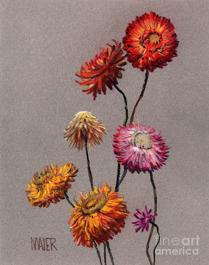 Still Life Drawing - Straw Flowers by Donald Maier