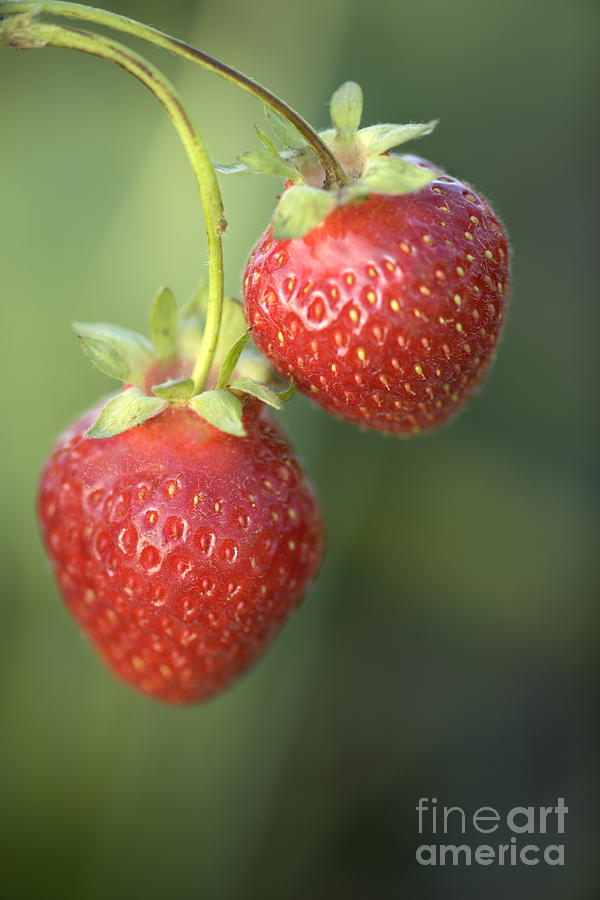 Strawberries Hanging #1 Photograph by Inga Spence