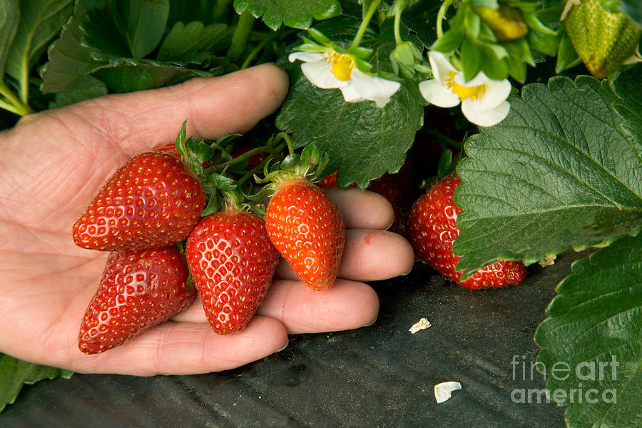 Strawberries #1 Photograph by Inga Spence