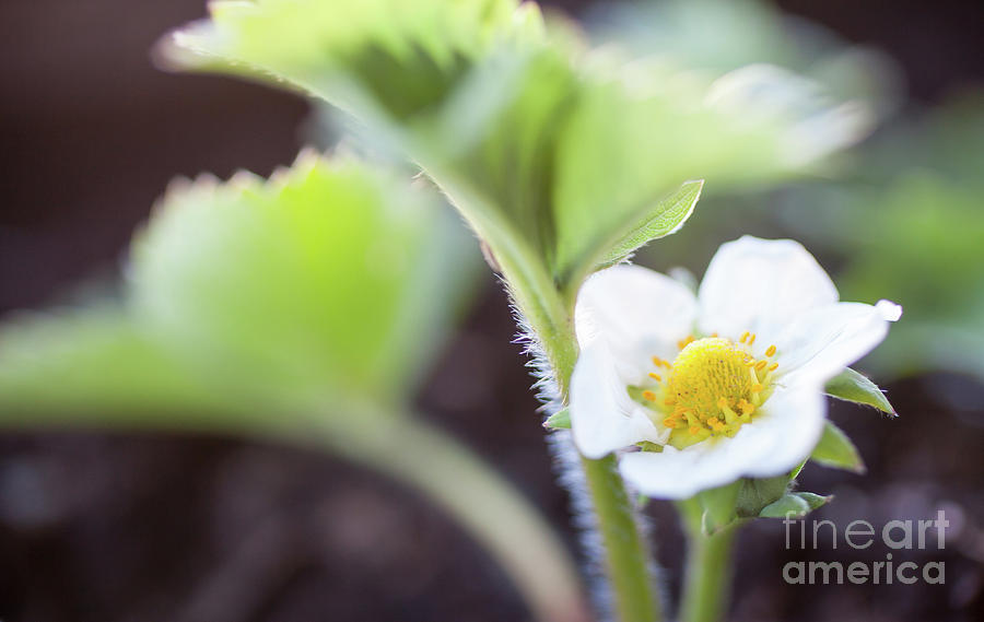 Strawberry flower #1 Photograph by Kati Finell