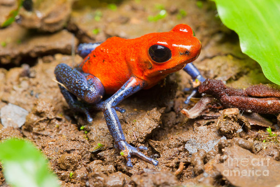 Wildlife Photograph - Strawberry Poison Dart Frog #1 by B.G. Thomson