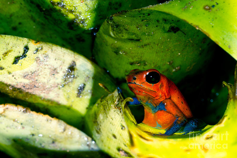 Strawberry Poison Dart Frog #1 Photograph by Dant Fenolio