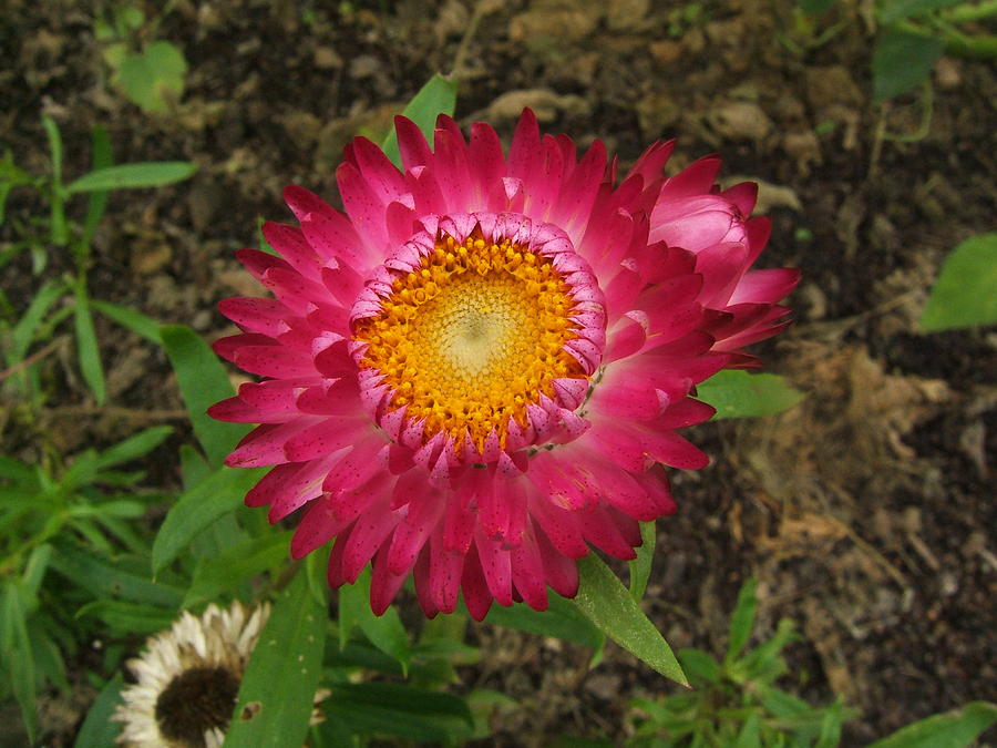 Strawflower 026 #1 Photograph by George Bostian