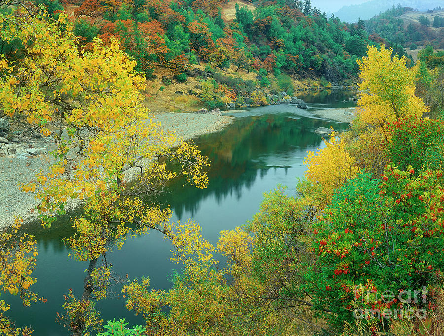 stream fall color fir trees central california by Dave Welling stream fall color fir trees central california by Dave Welling