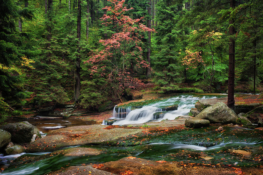 Stream in Autumn Forest #1 Photograph by Artur Bogacki