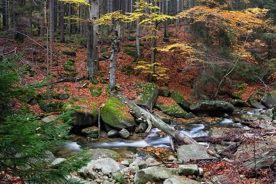 Stream in Autumn Mountain Forest #1 Photograph by Artur Bogacki