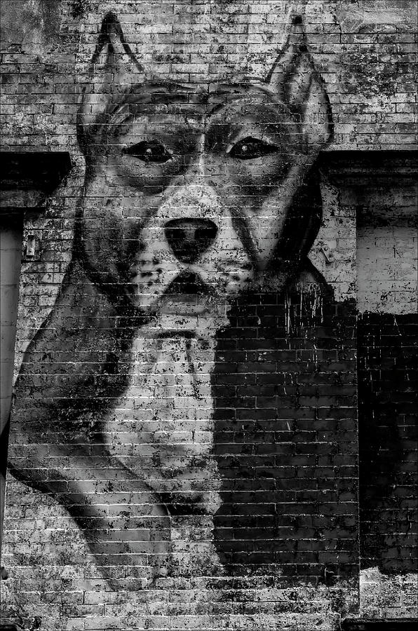 Street Art NYC - Dog #1 Photograph by Robert Ullmann