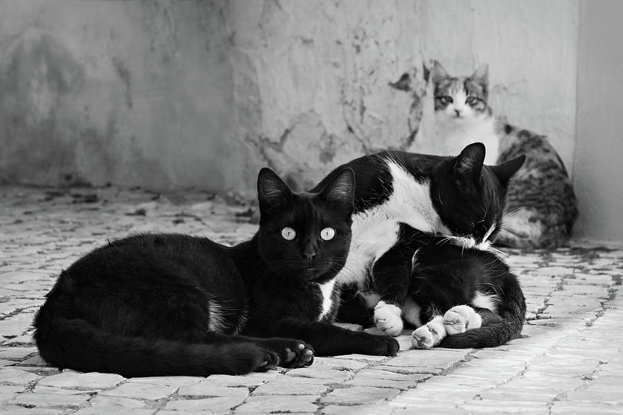 Cat Photograph - Street Cats - Portugal #1 by Barry O Carroll