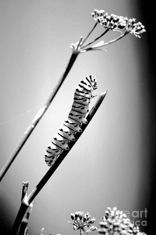 Striped Caterpillar Closeup Macro Black and White #1 Photograph by Shawn OBrien