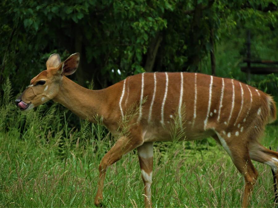 Striped Gazelle #1 Photograph by Vijay Sharon Govender