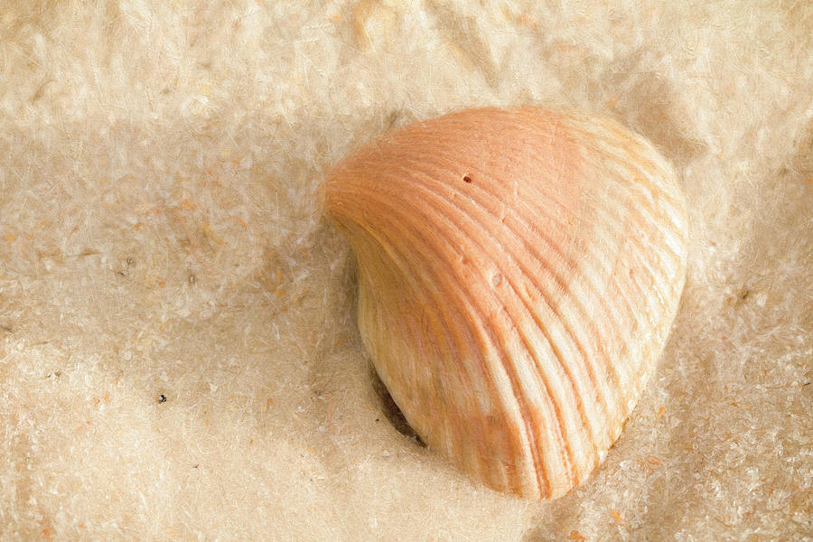 Striped Shell #1 Photograph by Andrea Kappler