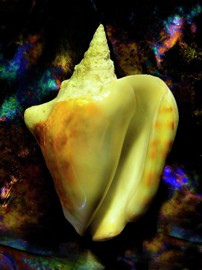 Strombus inermis Seashell #1 Photograph by Frank Wilson