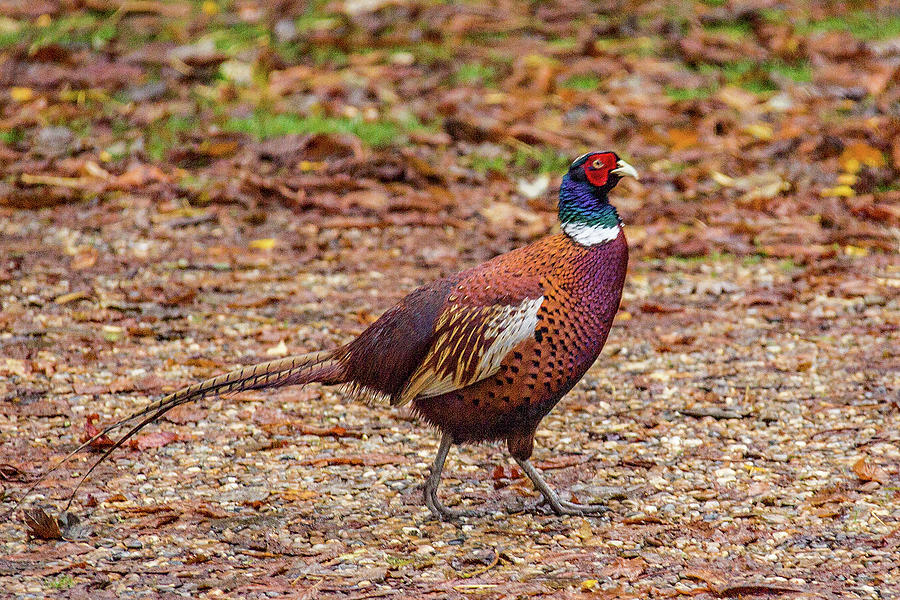 Strutting pheasant #1 Photograph by Ed James