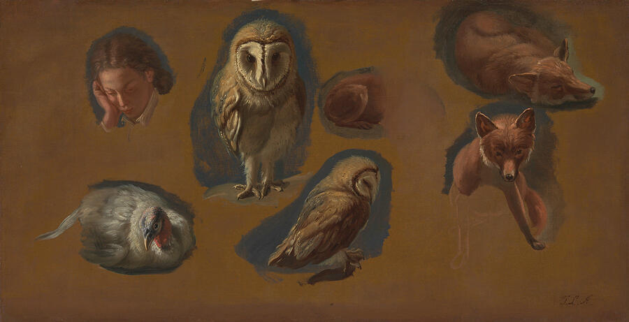 Studies of a Fox, a Barn Owl, a Peahen, and the Head of a Young Man, from circa 1815 Painting by Jacques-Laurent Agasse