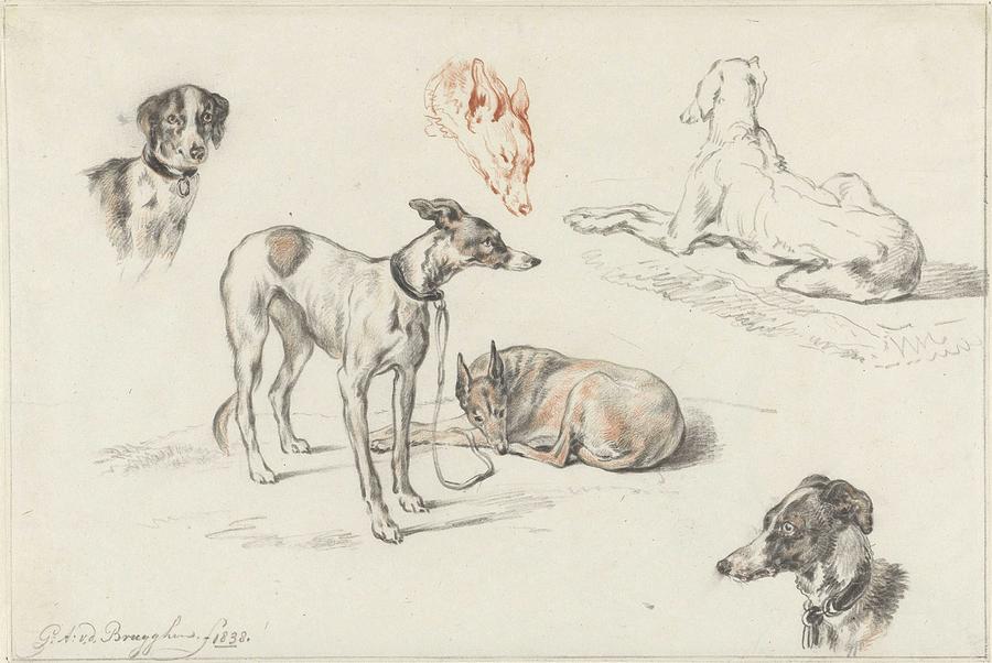 Studies Of Dogs, Guillaume Anne Van Der Brugghen, 1838 Painting