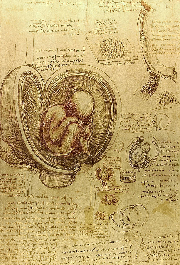 Studies of the foetus in the womb Drawing by Leonardo da Vinci