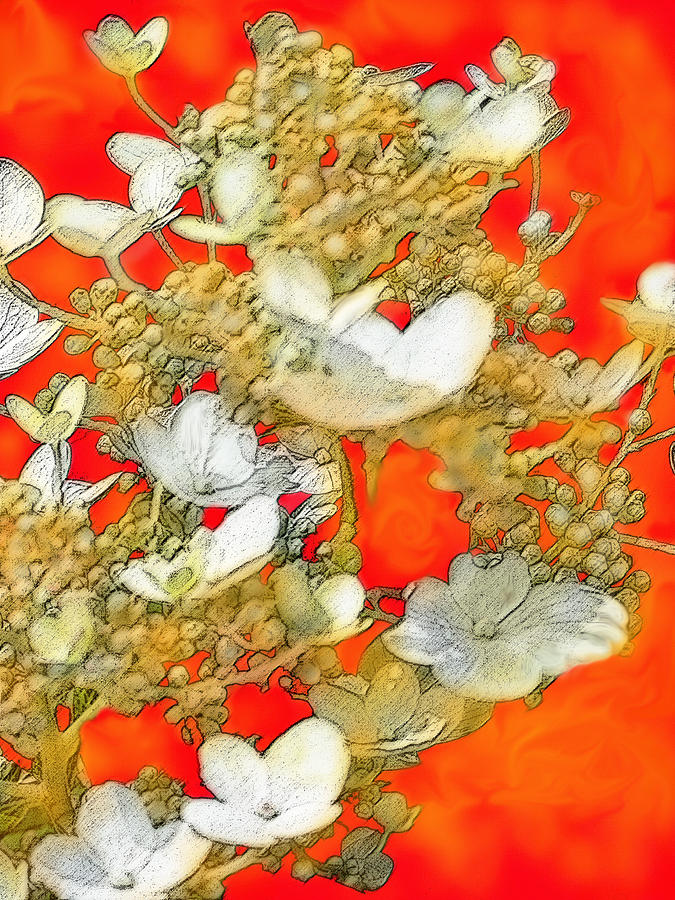 Flower Digital Art - Study In Red #1 by Ian  MacDonald