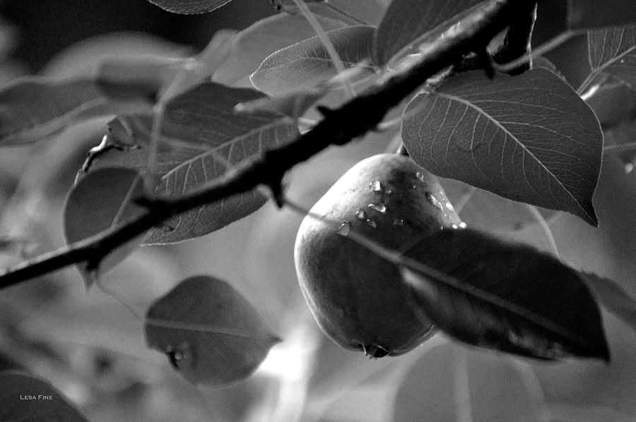 Nature Photograph - Study of A Pear #2 by Lesa Fine