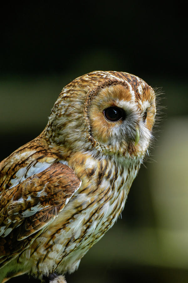 Owl Photograph - Stunning portrait of Tawny Owl Strix Aluco #1 by Matthew Gibson