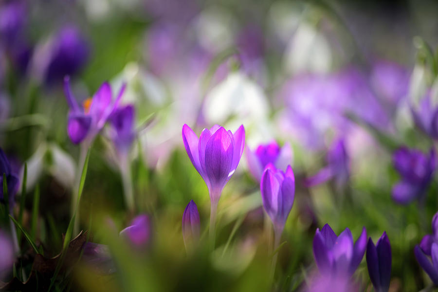 Stunning vibrant crocus flowers in Spring on forest floor Photograph by ...