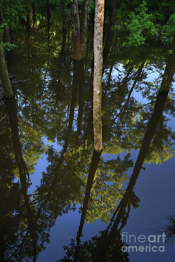 Submerged Reflections Photograph