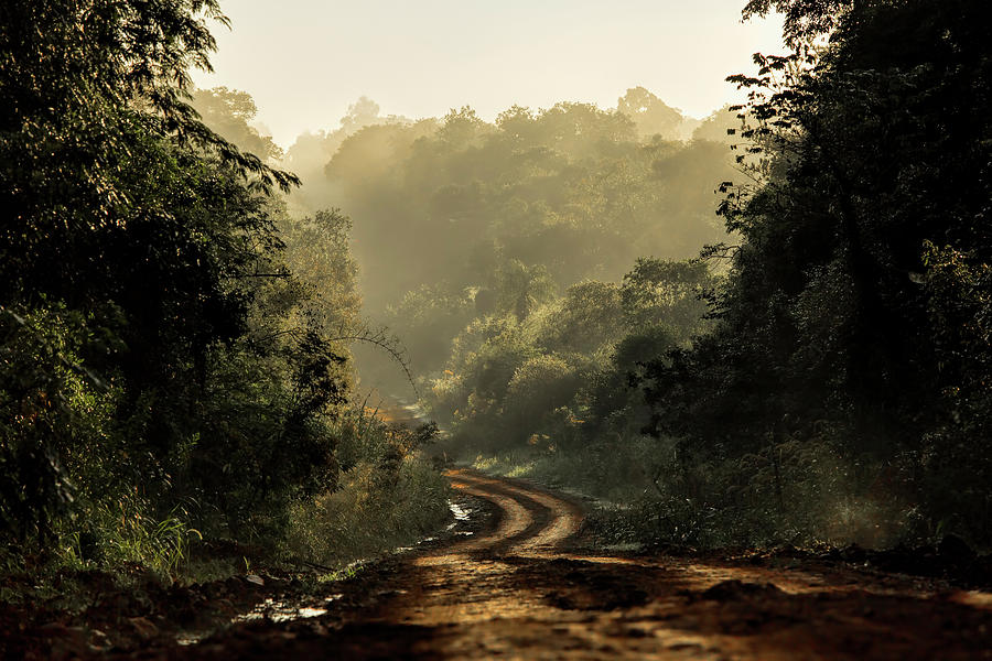 subtropical rainforest in Argentina by Pablo Rodriguez Merkel subtropical rainforest in Argentina by Pablo Rodriguez Merkel