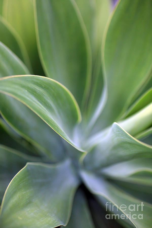 Plant Photograph - Succulent Curves by Mike Reid