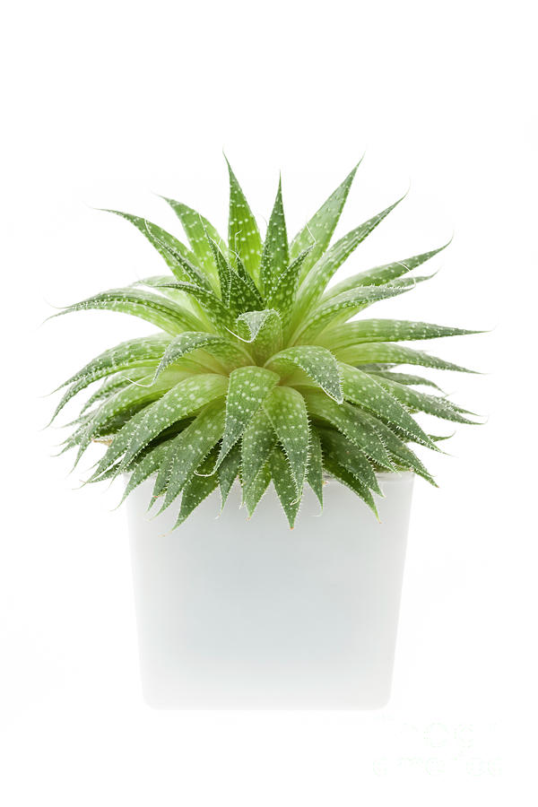 Succulent Photograph - Succulent Plant by Elena Elisseeva Succulent Photograph - Succulent Plant by Elena Elisseeva