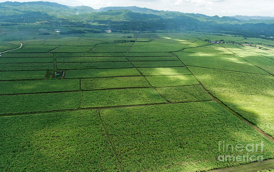 Sugar Cane Cultivation In Jamaica Aerial Photo Photograph By David