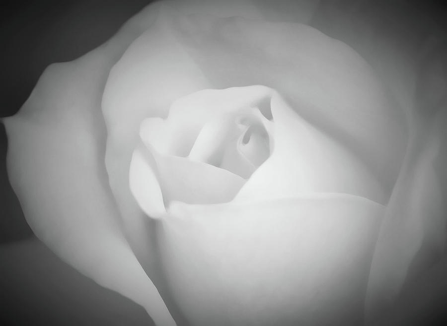 Black And White Roses Photograph - Sugary... #1 by The Art Of Marilyn Ridoutt-Greene