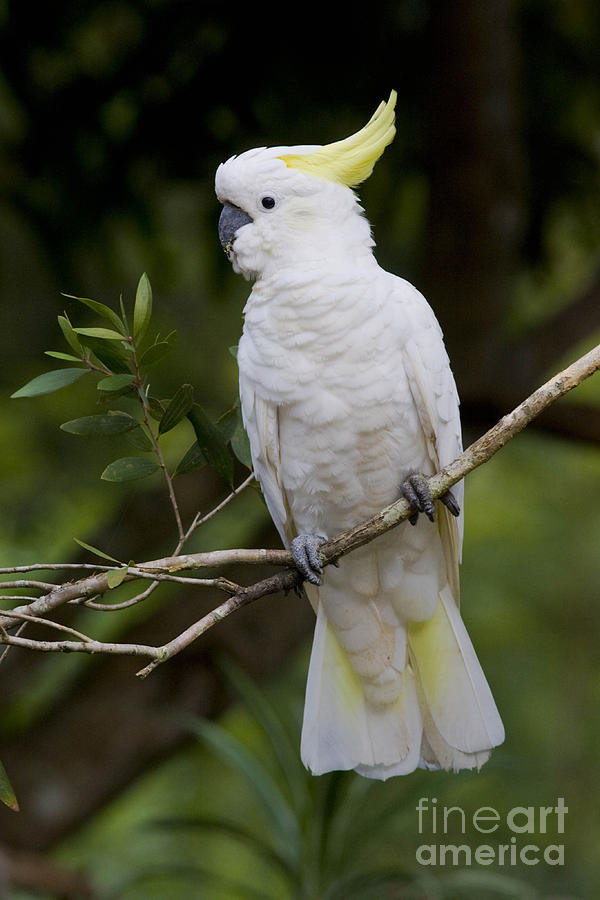 Sulphur-crested Cockatoo #1 Photograph by B. G. Thomson