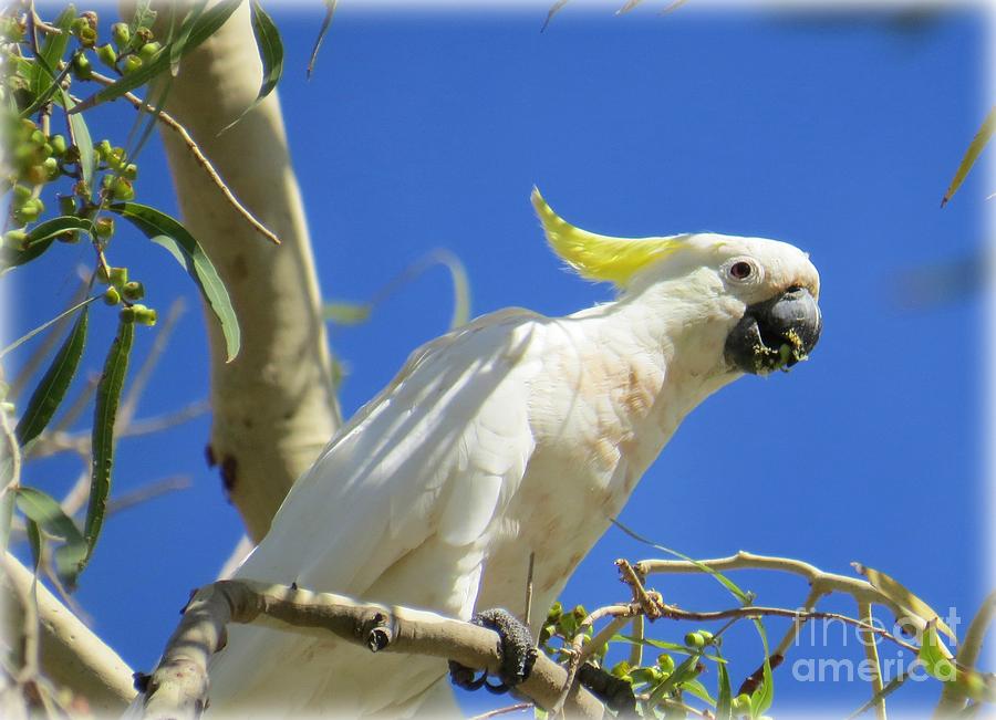 Sulphur Crested Cockatoo #2 Photograph by Evie Hanlon