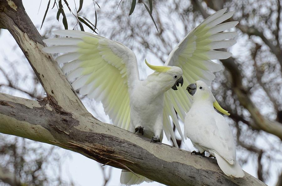 Cockatoo Photograph - Sulphur-crested cockatoo #1 by Jackie Russo