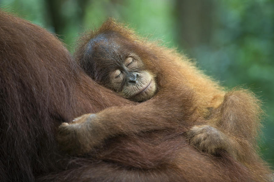 Sumatran Orangutan Pongo Abelii Two Photograph by Suzi Eszterhas